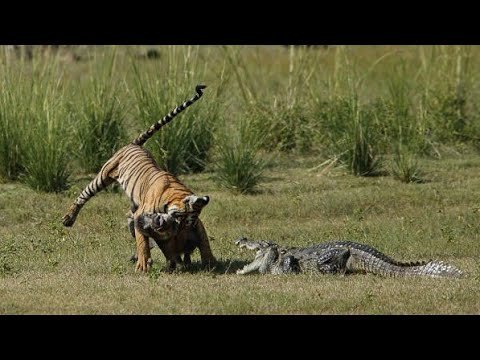 Watch this epic showdown between a a tiger, a wild boar, and a surprise guest