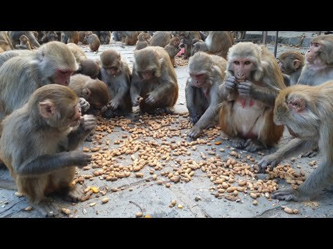 Monkeys going bananas over a box of bananas is must-watch stuff 
