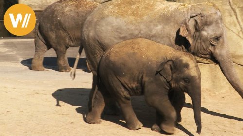 Elefant | Unsere Tierwelt (Kurze Tierdokumentation)