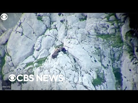 Fighting Bears Take Massive Fall Off A Cliff As Mother Tries To Defend Her Cub From Attacking Male
