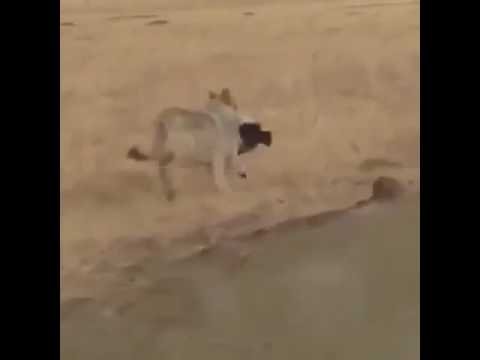 Wolf Runs At Full Speed With Sheep In Its Mouth, Jumps Fences With Ease