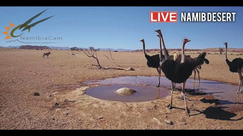 Live stream in the Namib Desert, Namibia Africa