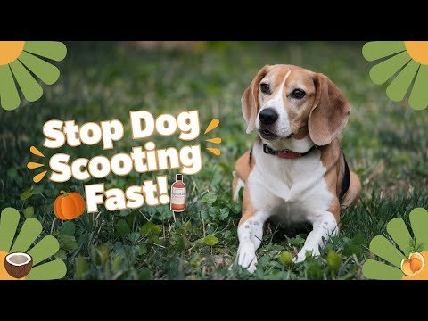 Home Remedies for Dog Scooting: Easy and Effective Solution