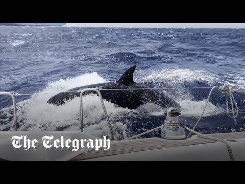 Why Are Orcas Attacking Boats?