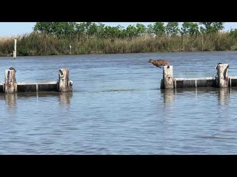 Just how far can bobcats jump? Watch this insane video to find out 