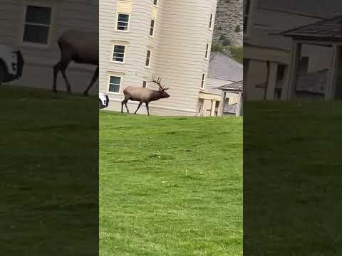 Yellowstone Bull Elk Takes A Run At Park Ranger’s Vehicle