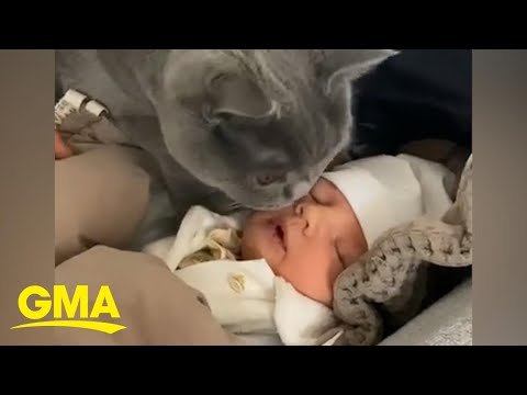 Cat adorably meets owners’ newborn baby | GMA