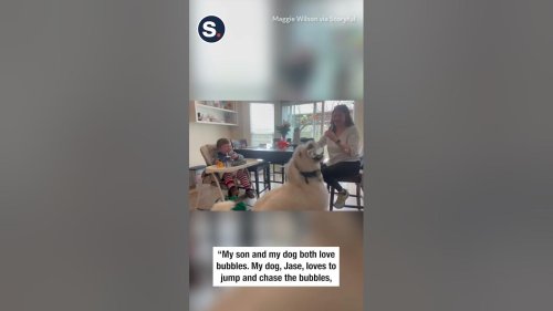 Dog and Baby Enjoy 'Bubbles and Belly Laughs'