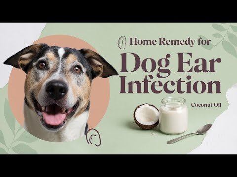 Natural Home Remedy for Dog Ear Infection Coconut Oil Solution