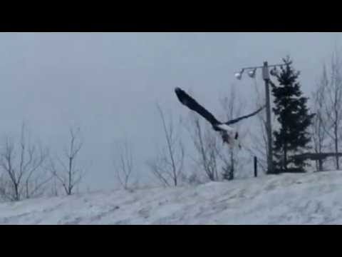 Bald Eagle Shockingly Flies Away With Someone’s House Cat In Northern Minnesota