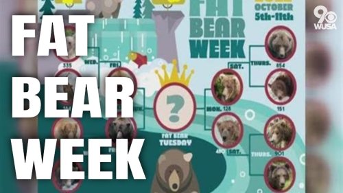 Fat Bear Week is back for 2022!