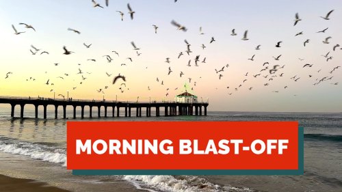 MORNING BLAST-OFF! The Birds of Manhattan Beach, California
