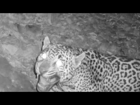 Wildlife Trail Camera Captures Video of a Rare Jaguar in Arizona