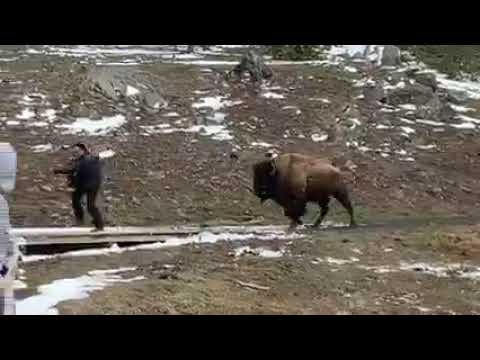 Yellowstone Tourist (And Idiot) Approaches Bison, Nearly Gets Run Over