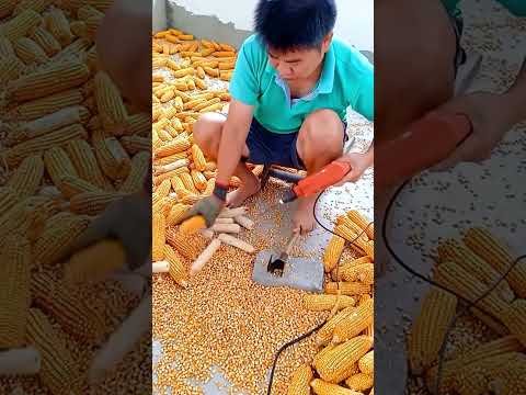 A very fast way to separate Corns #Shorts #tips