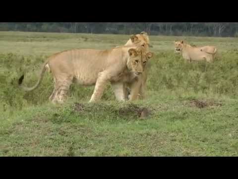 What Animal Will Take on Four Lions? This One. (Video)