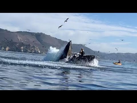 Massive Whale Swallows Up Two Kayakers In Wild Viral Video From California