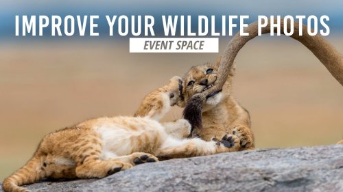 Take Your Wildlife Photography to the Next Level | B&H Event Space