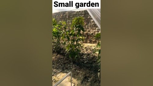 Best Mango garden | The best garden in Village