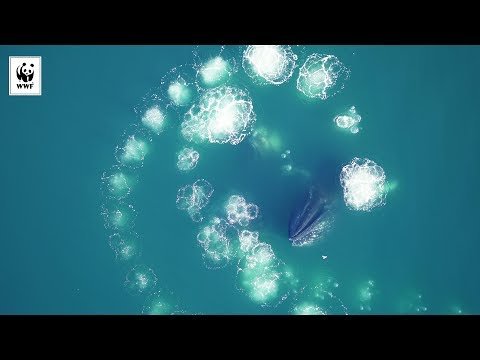 Women Freak out Over Seeing Humpback Whales up Close