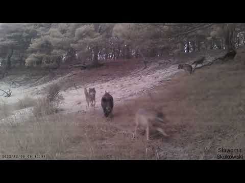Trail Cam Catches Insane Footage Of Wild Hog Fighting Off An Entire Wolf Pack