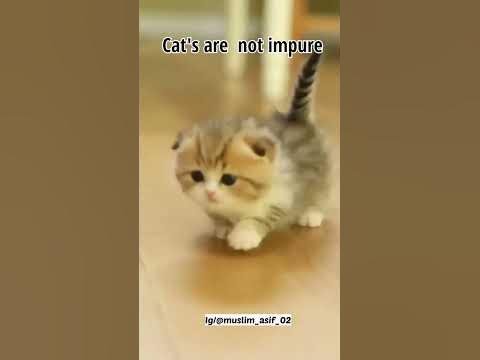 cats in islam | why we should adopt cats #shorts #youtubeshorts #islamic