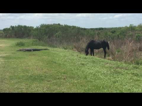 Watch A Wild Horse Stomp The Living Daylights Out Of Alligator In Florida