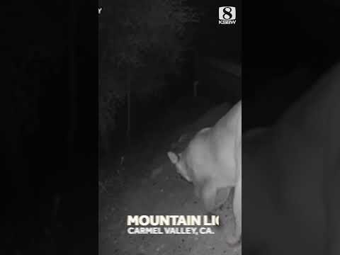 WATCH: Mountain Lions Caught on Home Security Camera