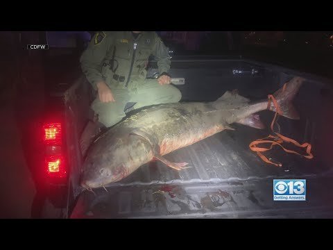 7-Foot Sturgeon Found In Poachers Trunk, Nine More Arrested In Illegal Caviar Ring