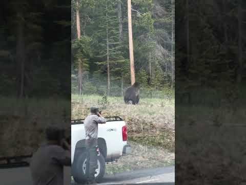 Yellowstone Park Ranger Fends Off Charging Grizzly Bear With Rubber Bullets