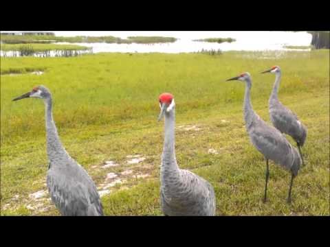 Pair Of Sandhill Cranes Defend Baby Bird From Angry Wild Turkey