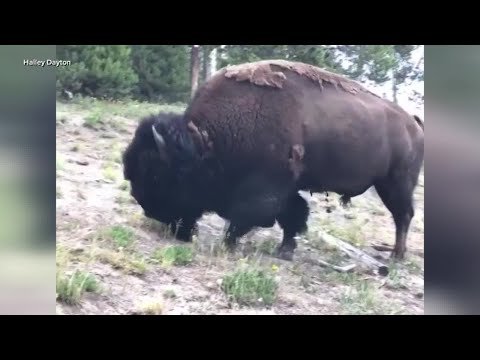 Tourist Tries To Sneak Up On Bison At Yellowstone, Dives Into A Tree When He Gets Charged