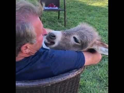 Man Sings to Donkey While Holding her in his Arms