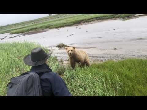 Grizzly Bear Delivers Terrifying Bluff Charge To A Group Of Tourists In Alaska