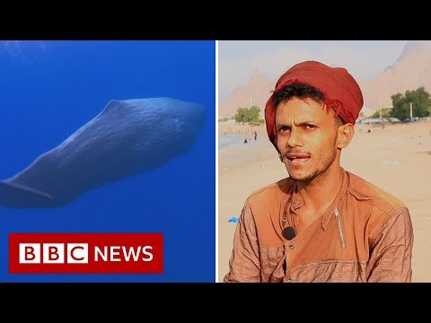 Fishermen Haul In $1.5 Million Chunk Of Whale Vomit