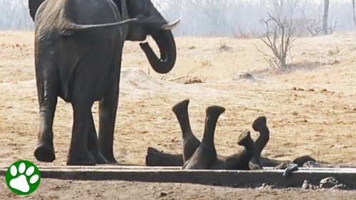 Elefantenbaby steckt kopfüber fest - als plötzlich ein unerwarteter Held auftaucht
