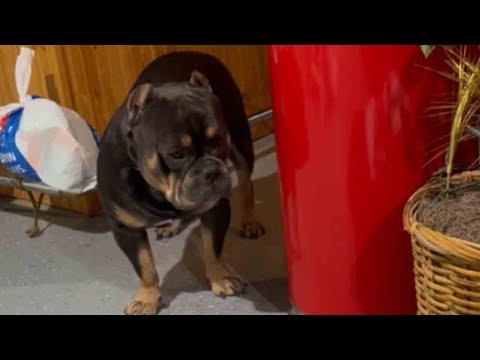 American Bully APPALLED at the sight of mommy Bully feeding her pups