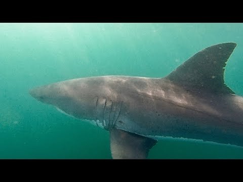 Great White Shark Chases Kayak Fisherman