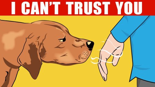 How Dogs Can Recognize a Bad Person (And Other Dog Incredible Abilities Explained)