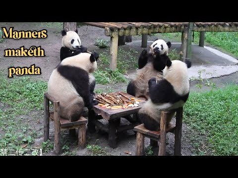 WATCH: Very Polite Pandas Sit Elegantly (Sort of) Around a Dinner Table