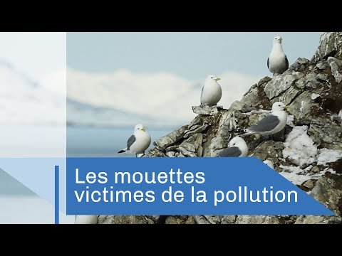 En Arctique, les mouettes victimes de la pollution