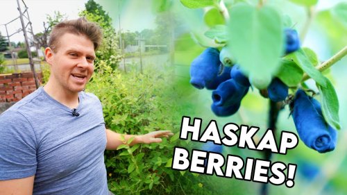 Haskap | Honeyberries Everything You Need to Know Growing Them