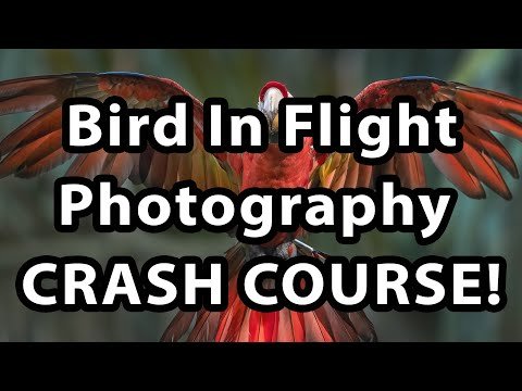 10 Techniques for Photographing Birds in Flight