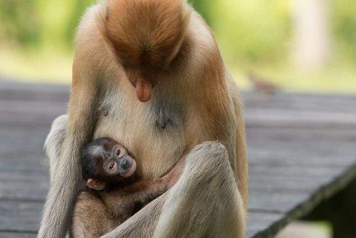Wildlife in Borneo – Borneo Tiere: In 20 Fotos durch den Dschungel