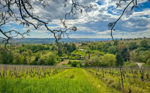Reise ins Rheingau – 10 Kulinarische Tipps (zu den Rheingauer Schlemmerwochen)