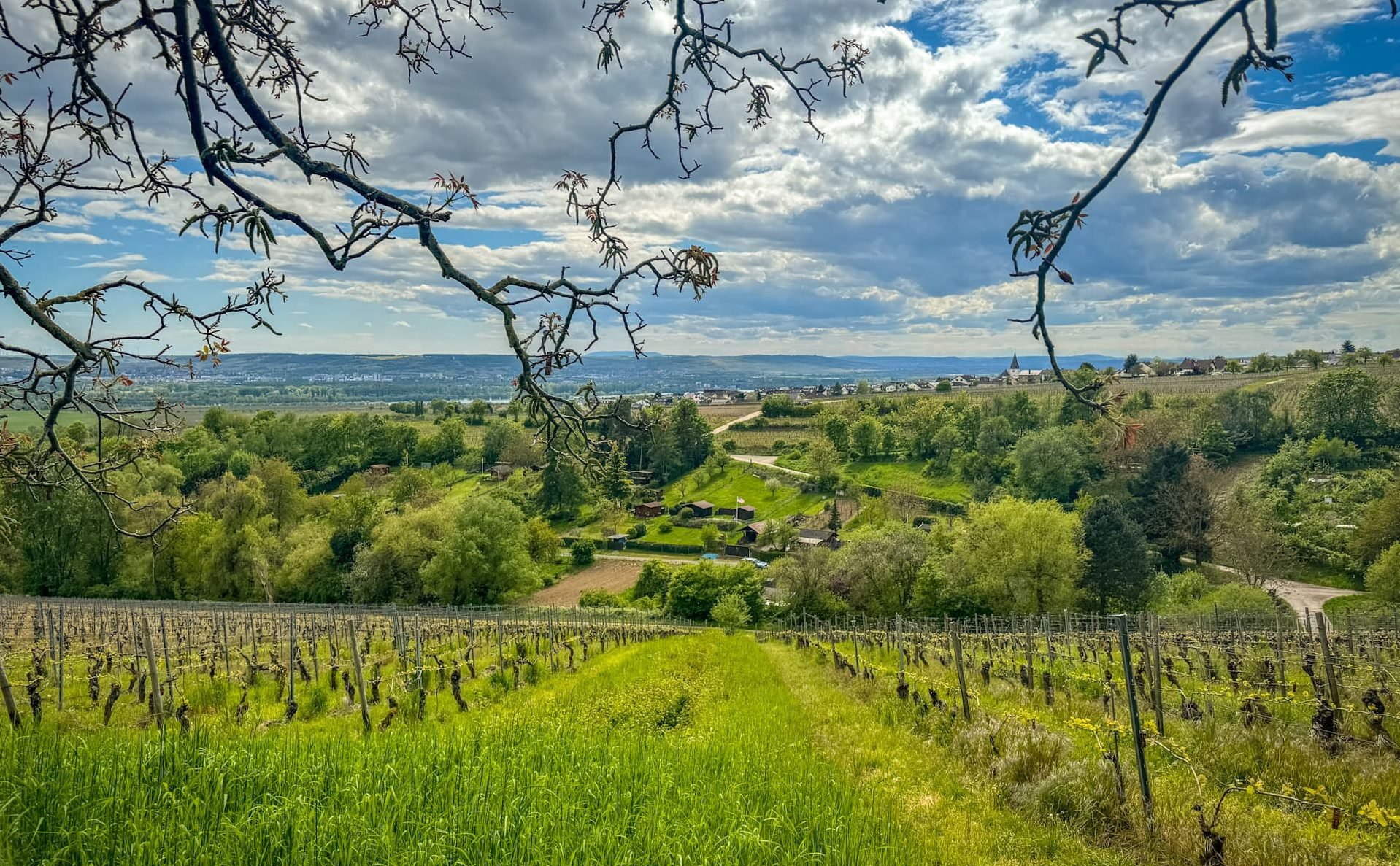 Reise ins Rheingau – 10 Kulinarische Tipps (zu den Rheingauer Schlemmerwochen)