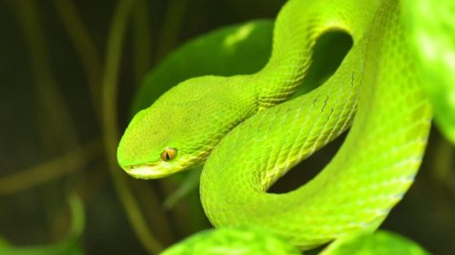 Google open-sources Atheris, a tool for finding security bugs in Python code