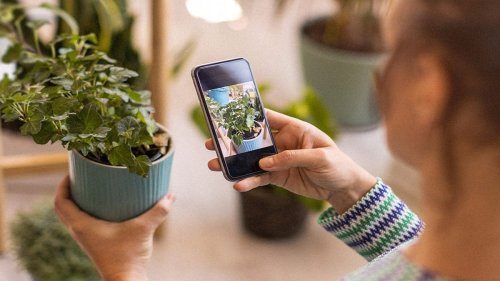 How to identify any plant and learn why it might be sick with a $20 app