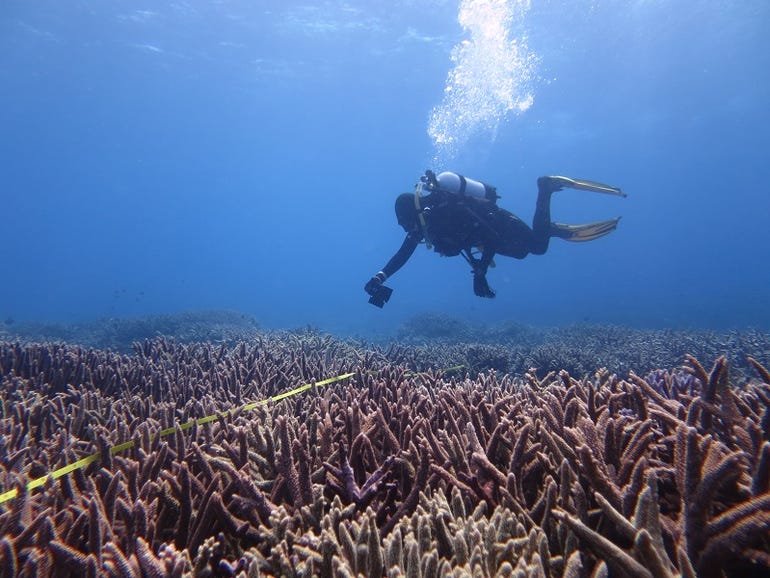 AIMS launches ReefCloud to accelerate monitoring of coral reefs. zdnet ...