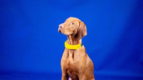 CES 2022: Invoxia announces a Smart Dog Collar for tracking your pet's health and location